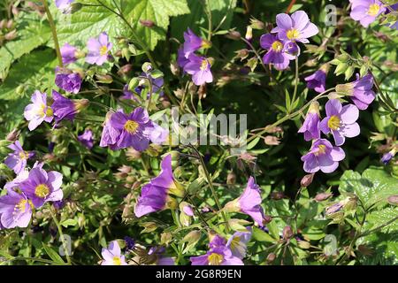 Polemonium reptans ‘Lambrook Mauve’ Jacob’s ladder Lambrook Mauve – pale violet flowers with yellow centre,  May, England, UK Stock Photo