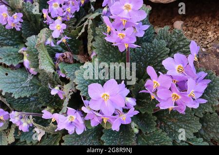 Ramonda myconi Pyrenean violet – violet blue salver-shaped flowers with prominent anthers and roundish wrinkled leaves,  May, England, UK Stock Photo