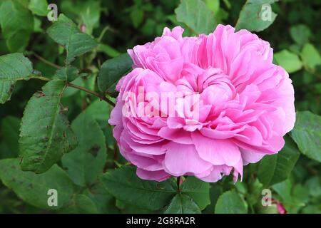 Rosa ‘Madame Ernest Calvat’ (Bb) Rose Madame Ernest Calvat – fully double quartered medium pink flowers,  May, England, UK Stock Photo