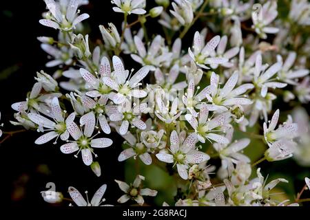 Saxifraga rotundifolia round-leaved saxifrage – white flowers with slender petals and rainbow spots, round toothed leaves,  May, England, UK Stock Photo