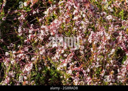 Common dodder (Cuscuta epithymum) flowering during July or summer, UK. Dodder is a parasitic plant, here it is parasitizing heather (Calluna vulgaris) Stock Photo