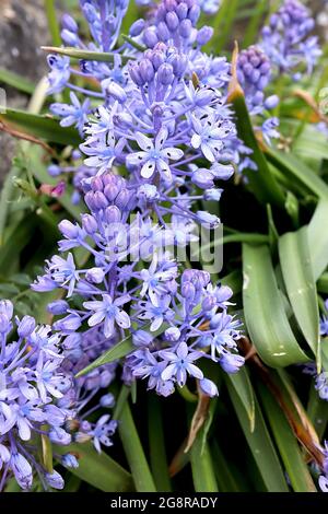 Scilla litardierei amethyst meadow squill – violet blue star-shaped flowers and strap-shaped leaves,  May, England, UK Stock Photo