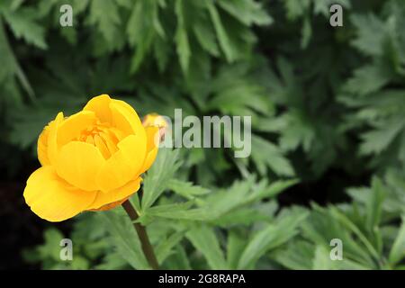 Trollius x cultorum ‘Orange Crest’ Orange Crest globeflower – yellow bowl-shaped flowers with slender inner petals,  May, England, UK Stock Photo