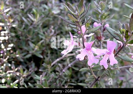 Westringia fruticosa ‘Blue Gem’ Australian rosemary Blue Gem – lavender pink flowers with crimson spots, small lance-shaped black green leaves,  May, Stock Photo