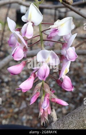 Wisteria floribunda Rosea ‘Hon-beni’ Japanese wisteria Hon-beni – white flowers tinged pink with central yellow stripe and purple tips,  May, England, Stock Photo