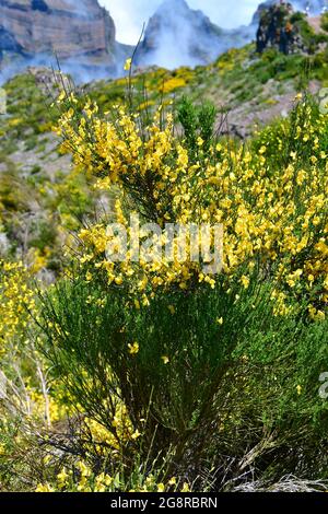 Genista tenera, rekettye, endemic plant of Madeira, in bloom at Pico do Areeiro, Portugal, Europe Stock Photo