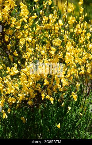 Genista tenera, rekettye, endemic plant of Madeira, in bloom at Pico do Areeiro, Portugal, Europe Stock Photo