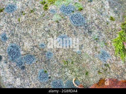 background texture: the surface of old concrete slab covered with moss or algae and Lichen on the surface of a rock Stock Photo