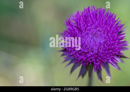 Scottish Flower Symbolic, Purple thistle close up in Nebraska landscape . High quality photo Stock Photo