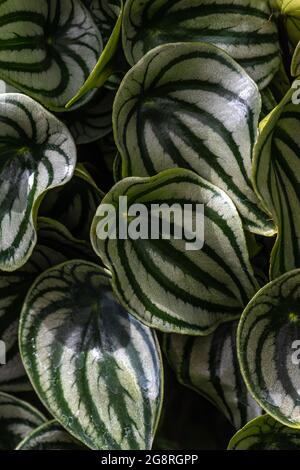 Leaves of the Watermelon Pepper (Peperomia argyreia) Stock Photo