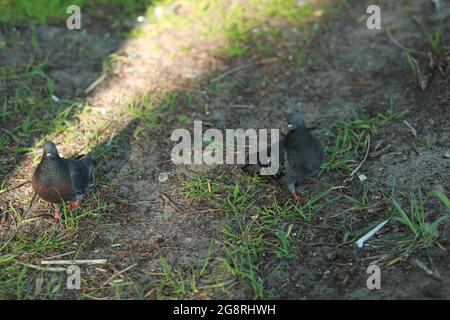 A bird sitting on top of a grass covered field Stock Photo