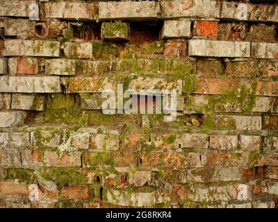 Old brick wall covered in moss. Red and gray bricks. Green moss Conservation concept of natural monuments. Stock Photo