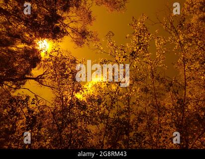 Scorching summer morning. Sun, clouds and forest. High air temperature. Calm. No a drop of water around. The concept of protecting nature. Stock Photo