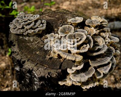 Spring tree mushrooms grown on a stump of an old felled tree. Background of natural forest plant nature. Stock Photo