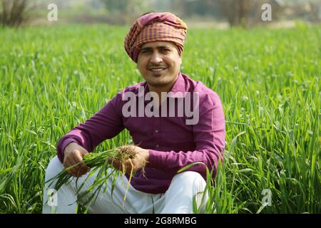 Indian farmer holding crop plant in his Wheat field Stock Photo