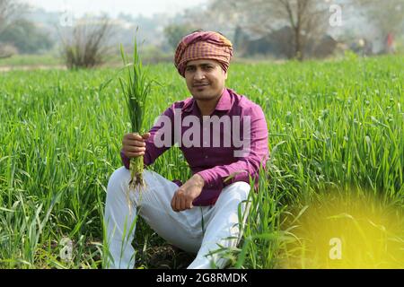 Indian farmer holding crop plant in his Wheat field Stock Photo