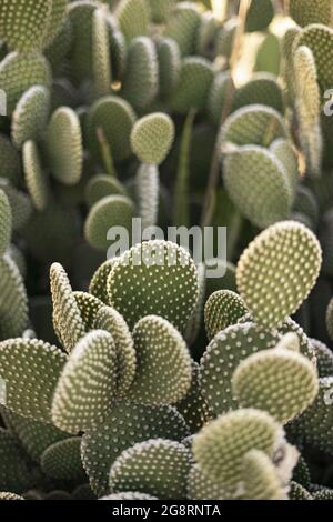 Vertical shot of many opuntia cacti growing in the desert Stock Photo