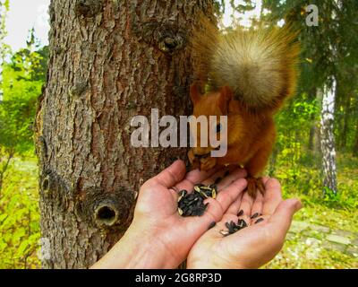 Squirrel eats sunflower seeds from human hands. The concept of ecology and environmental protection. Stock Photo
