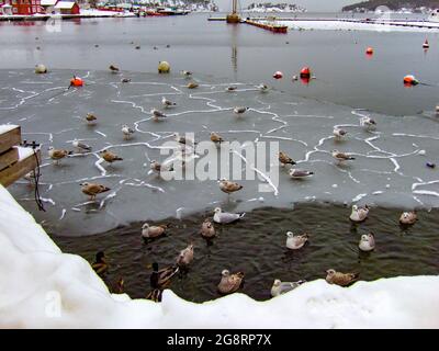 Seagulls sitting on ice in the seaport. The concept of a joint tourist vacation at sea resorts of all family members. Stock Photo