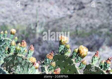 Prickly pear cactus at Saguaro National Park Arizona. Lots of top copyspace