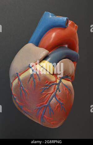 Model of the heart muscle with the coronary vessels and the large veins and arteries near the heart Stock Photo