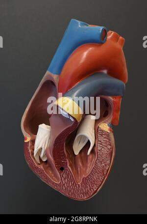 Heart model with a view of the heart chambers, the large blood vessels and the heart valves Stock Photo