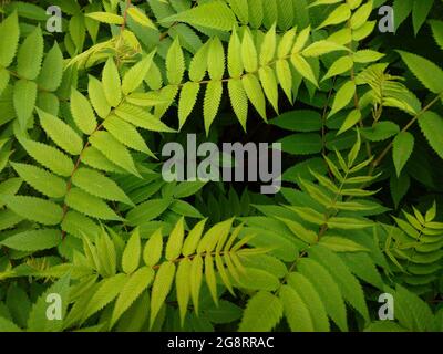 Frame from branches with green leaves for text overlay. The use of natural medicinal plants in the preparation of eco-friendly cosmetics. Camping with