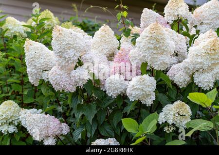 Hydrangea paniculata Vanille Fraise on a stem Stock Photo
