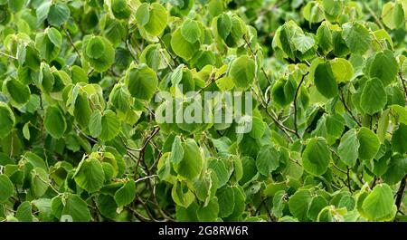The rounded leaves of Chinese witch hazel. Stock Photo