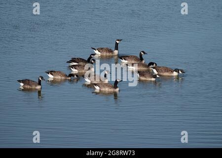 Canada geese, Branta canadensis, small flock on blue water, Hampshire, July 2021 Stock Photo