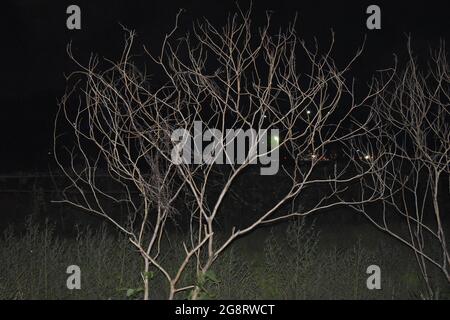 Trees without leaves at night time. Colombo, Sri Lanka. Stock Photo