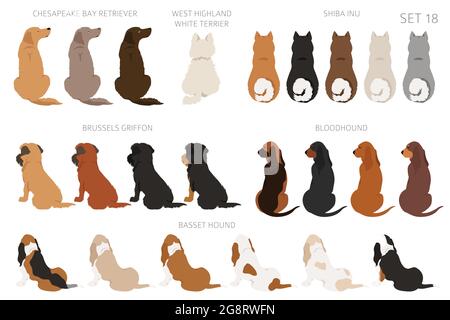 Sitting dogs backside clipart, rear view. Diifferent coat colors variety. Pet graphic design for dog lovers. Vector illustration Stock Vector