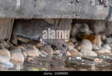 Rat Drinking Stock Photo