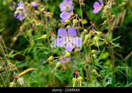 SHEFFIELD. SOUTH YORKSHIRE. ENGLAND. 07-10-21. The General Cemetery, now a public park, a close up of a cranesbill flower in the undergrowth.