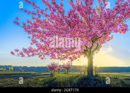 Cherry trees, Courtenay, British Columbia, Canada Stock Photo
