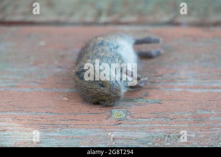 Dead mouse on the floor 2021 Stock Photo