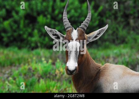 Extreme close up of the head and neck of a wild beautiful Bontebok antelope looking at the camera in the wilderness of South Africa.  Shot on safari. Stock Photo
