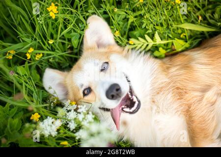 Happy dog, Welsh Corgi Pembroke in the flower field Stock Photo