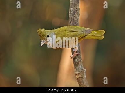 White-bellied Erpornis (Erpornis zantholeuca) adult perched on branch  Kaeng Krachen, Thailand              February Stock Photo