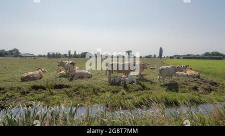 A group of jersey cows and calves laying in a meadow in the summer ...