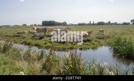 A group of jersey cows and calves laying in a meadow in the summer ...