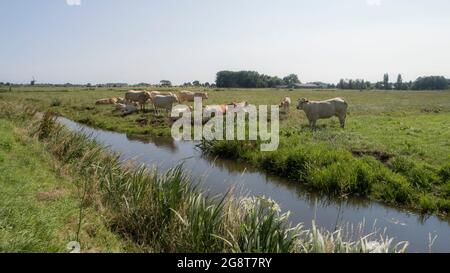A group of jersey cows and calves laying in a meadow in the summer Stock Photo