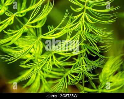 selective focus of Hornwort plant (Ceratophyllum demersum) on a fish tank - macro close up Stock Photo