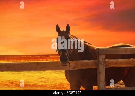 Horse at sunset - orange blurred equistrian background Stock Photo