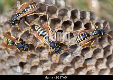 Paper wasp (Polistes nimpha, Polistes opinabilis), some paper wasps at their nest, Germany Stock Photo