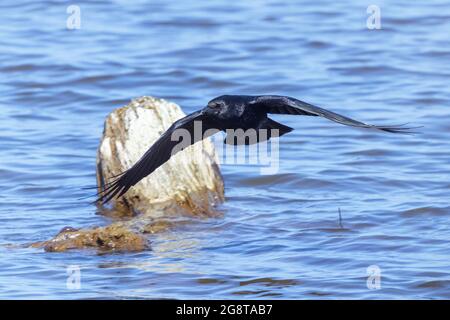 Carrion crow (Corvus corone, Corvus corone corone), flying on the lakeshore , Germany, Bavaria Stock Photo