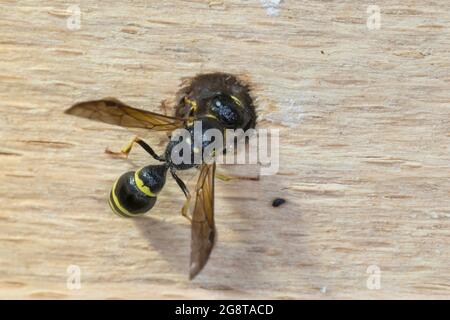 Potter wasp (Symmorphus murarius), female sealing the nest with clay, Germany Stock Photo