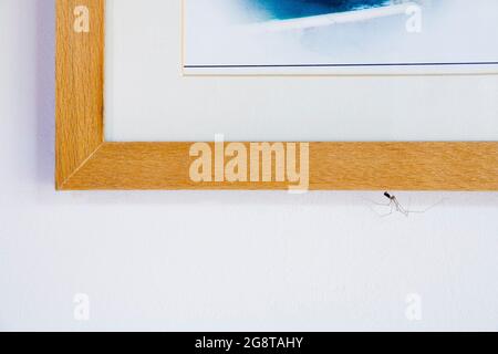 harvestmen, daddy longlegs (Opiliones, Phalangida), at a picture frame Stock Photo