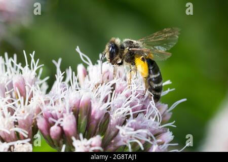 Yellow-legged Mining-bee (Andrena flavipes), searching for nectar on boneset, pollen load, Germany Stock Photo