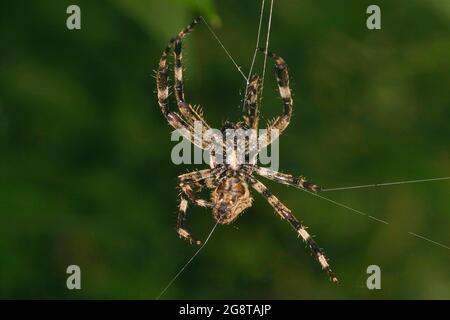 cross orbweaver, European garden spider, cross spider (Araneus diadematus), underside, spinning the web, Austria